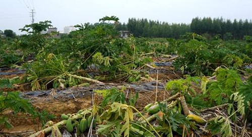广西贵港木瓜因台风“彩虹”袭击“很受伤”　 瓜农求援助