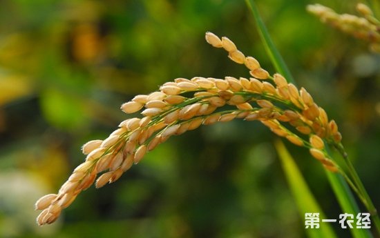 宁夏贺兰水稻亩产761.9公斤创历史新高（图片）